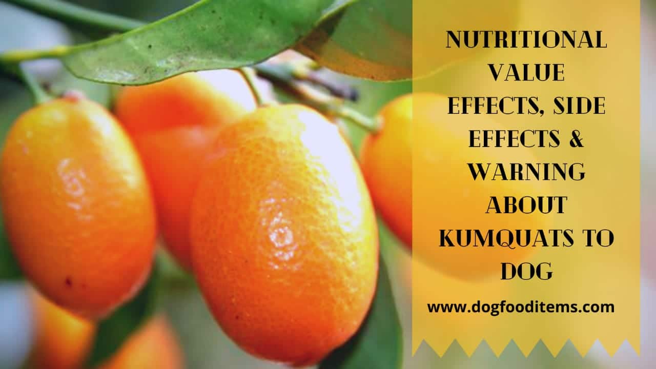 Can dogs eat kumquats? Dogfooditems