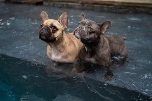 Hydrotherapy pools swimming