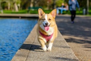 small dog swiming