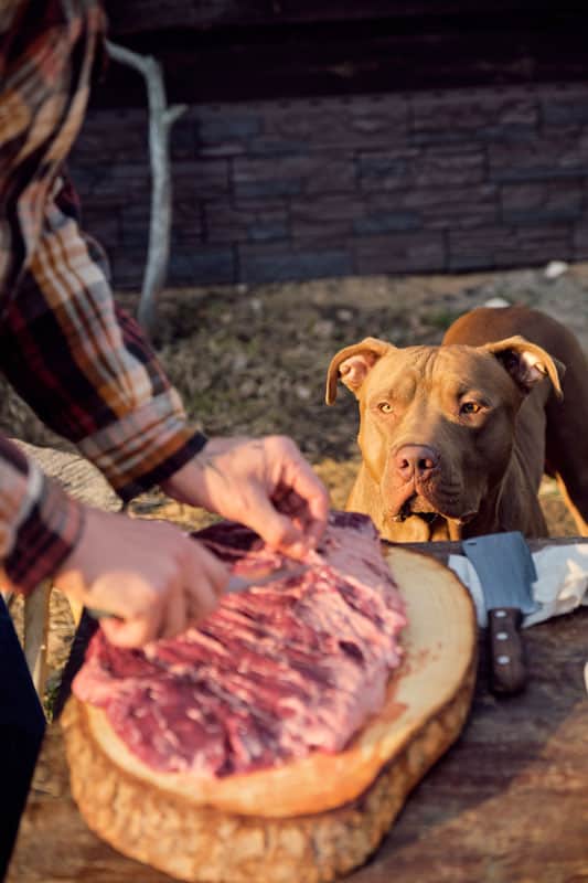Can Dog Eat Corn Beef?