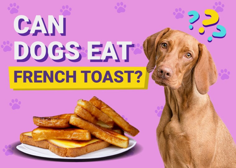 Can a dog eat French toast1