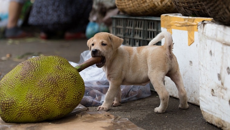 can dog eat jack fruit