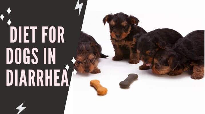 Using High Fiber Diet for Dogs in Diarrhea - Dogfooditems