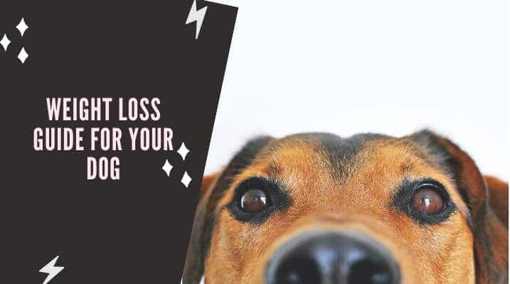 Weight Loss Guide for Your Dog