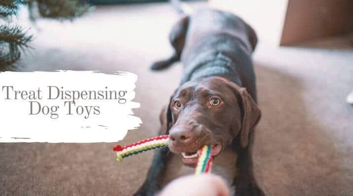 Treat-Dispensing Dog Toys