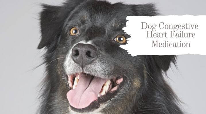 Dog Congestive Heart Failure Medication