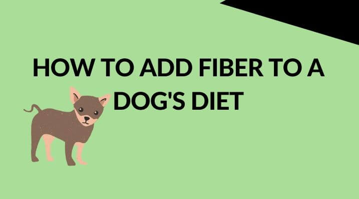 How to Add Fiber to a Dog's Diet