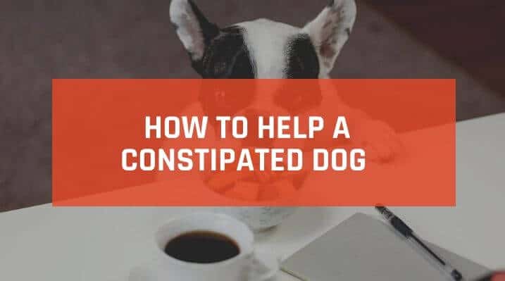 How to Help a Constipated Dog