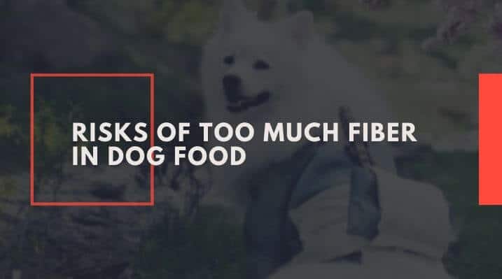 Risks of Too Much Fiber in Dog Food