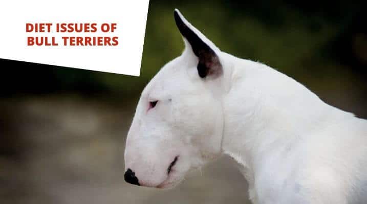 Diet Issues of Bull Terriers