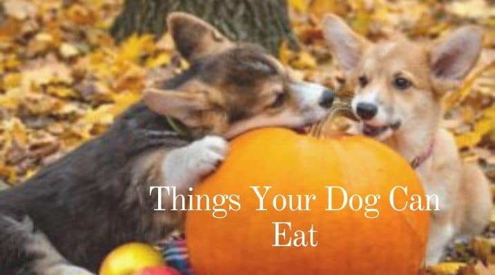 Things Your Dog Can Eat
