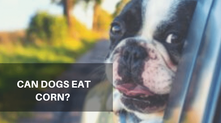 Can dog eat corn?