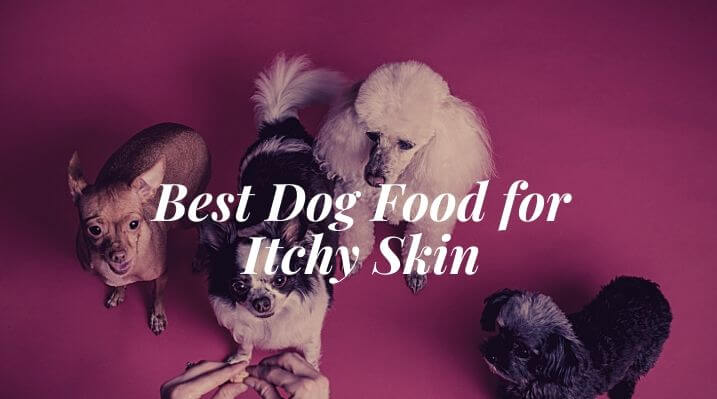 Best dog food for itchy skin
