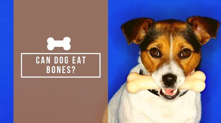 Can dog eat bones?