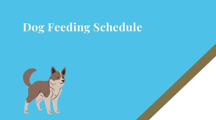 Dog Feeding Schedule