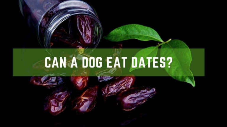 Can dog eat dates
