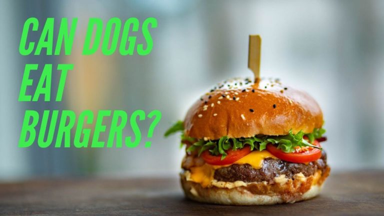 Can dogs eat burgers