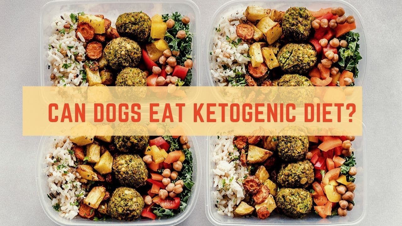 Can Dogs Eat Ketogenic Diet? Dogfooditems