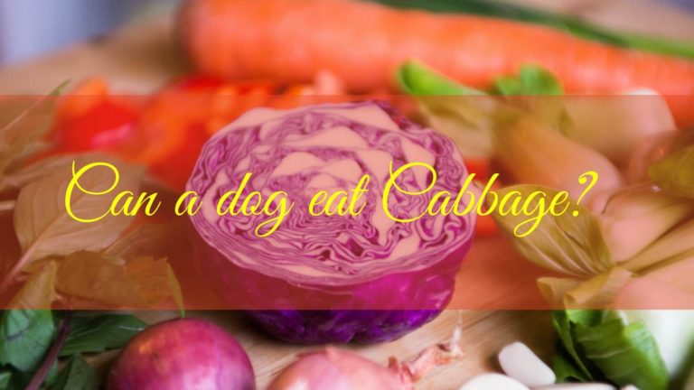Can a dog eat Cabbage