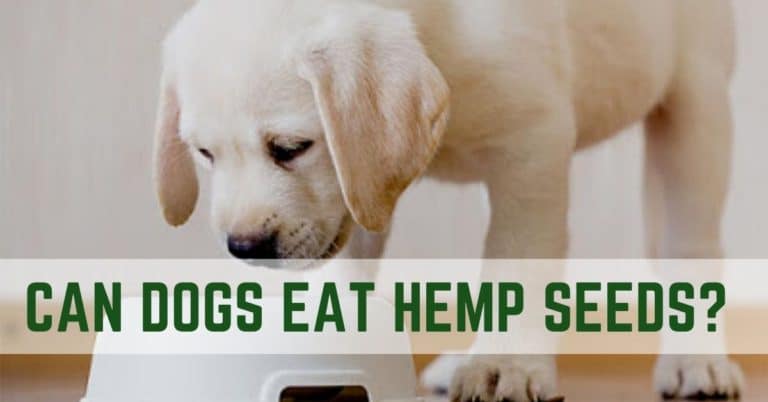 Can dogs eat hemp seeds