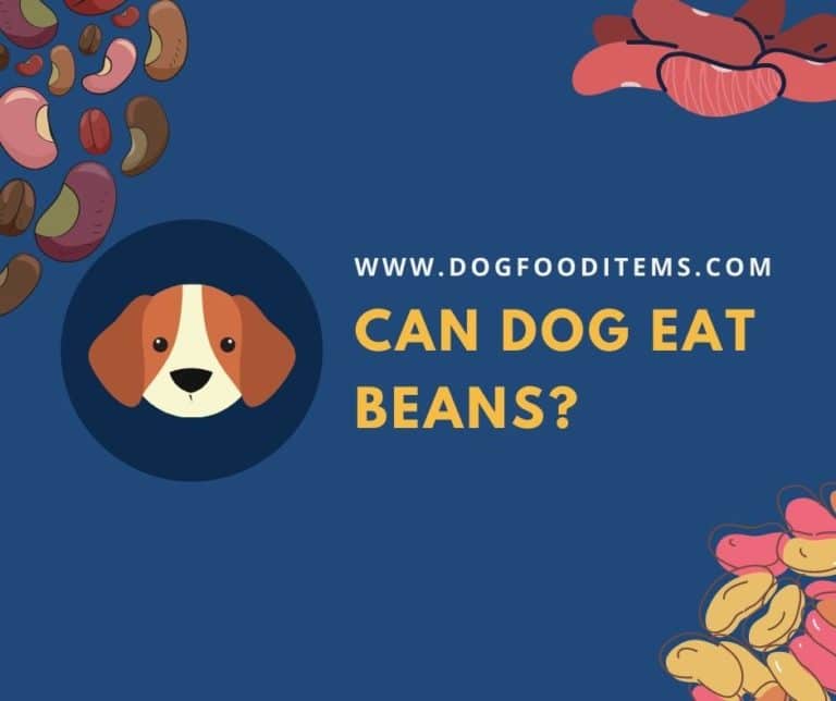 Can dog eat beans?