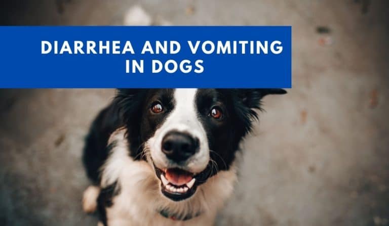 Diarrhea and vomiting in dogs