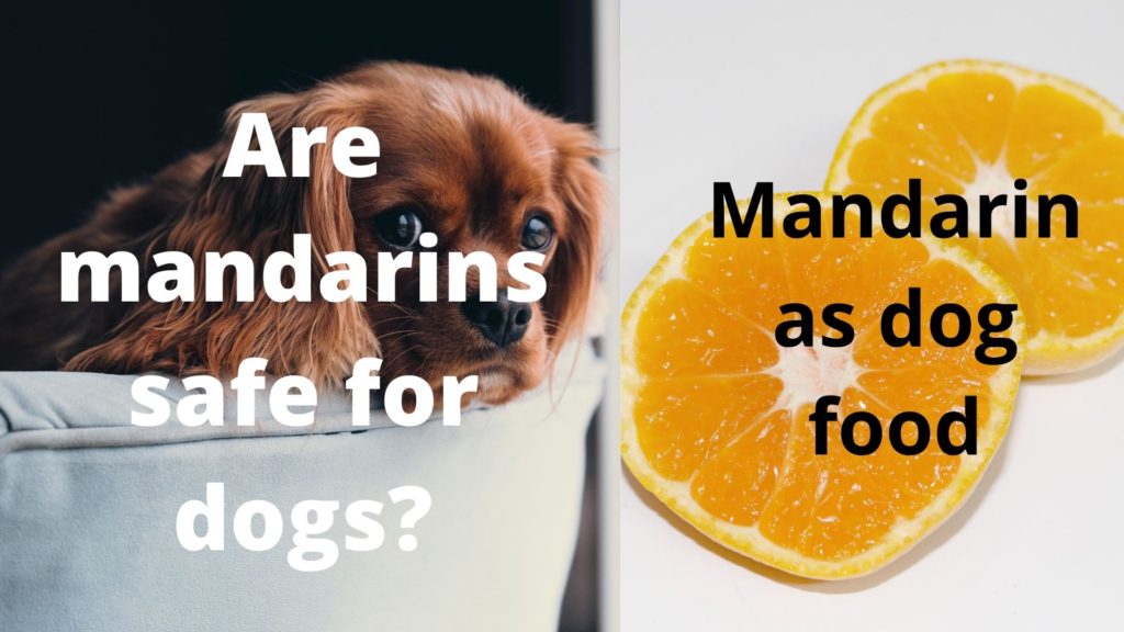 can-dog-eat-mandarin-dogfooditems