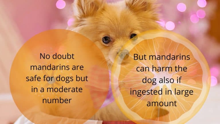 Can dog eat mandarin?