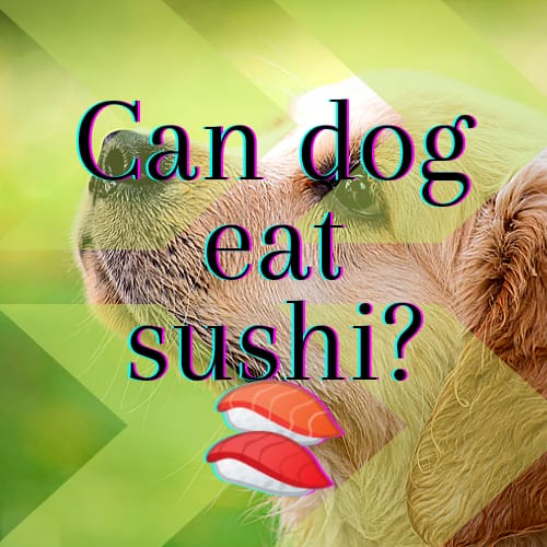 can dog eat sushii