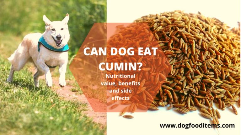 can dog eat cumin?