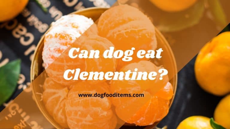 can dog eat clementine