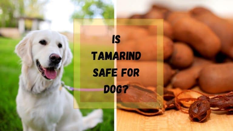 can dog eat tamarind