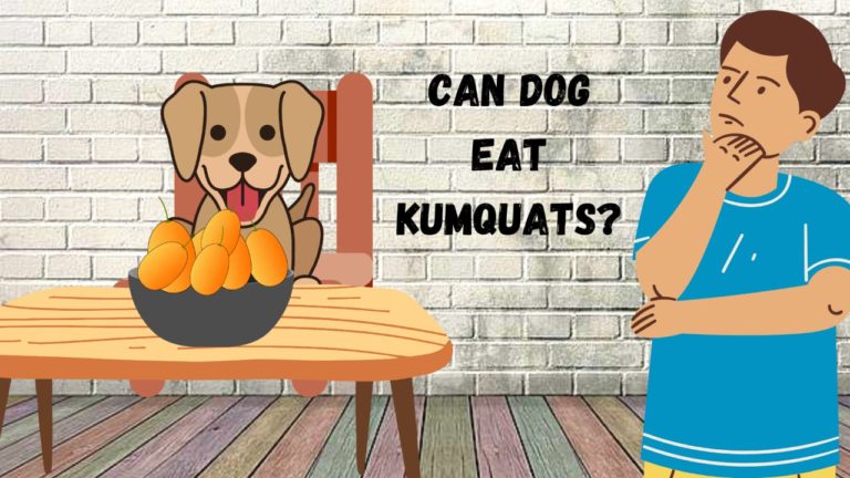 can dog eat kumquats