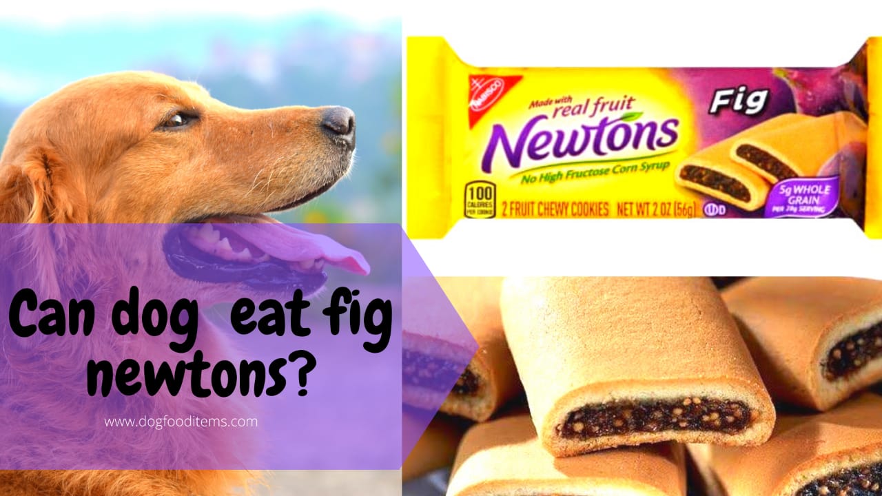 Can Dogs Eat Fig Newtons Dogfooditems