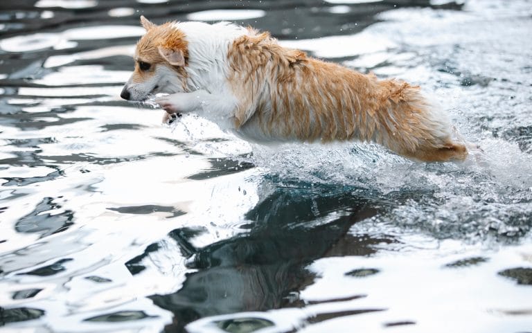 dog swiming