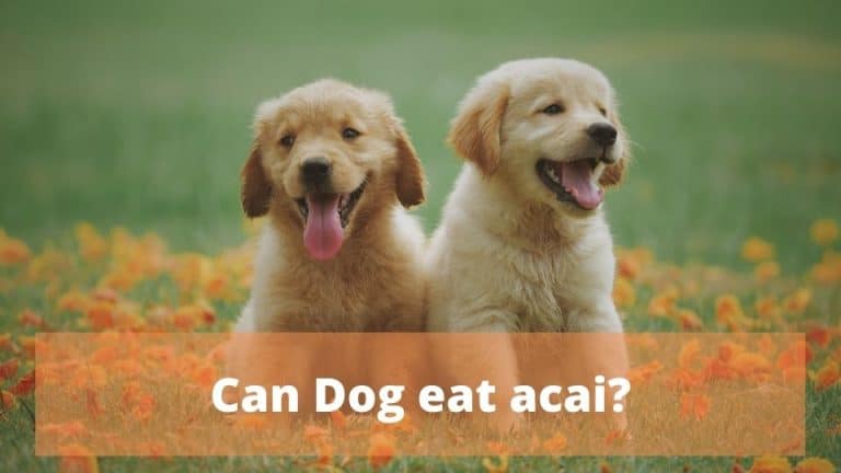 Can Dog eat acai