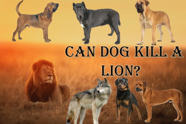 Can dog kill a lion