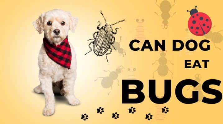 can dog eat bugs