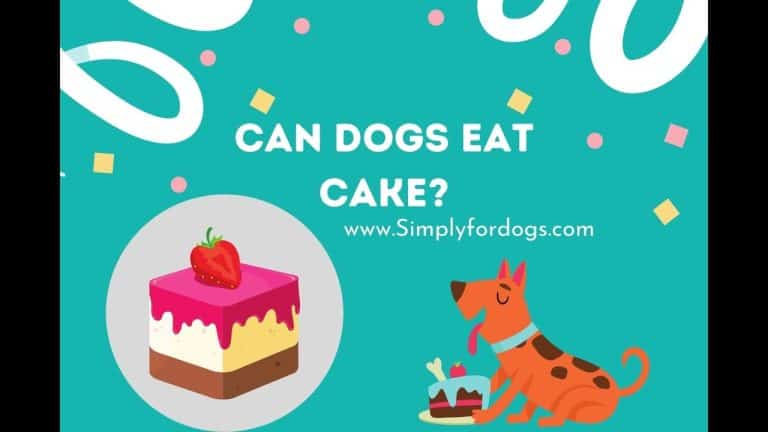 can dog eat cakes?