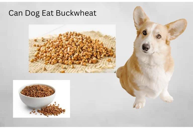 Can dog eat buckwheat?