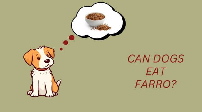 Can dog eat Farro