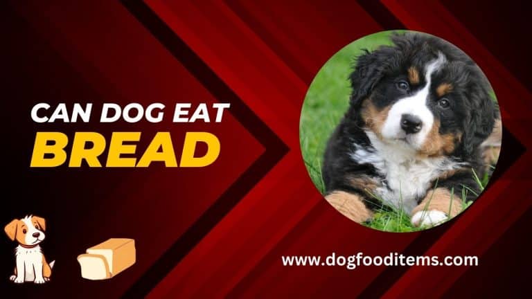 Can Dog eat bread