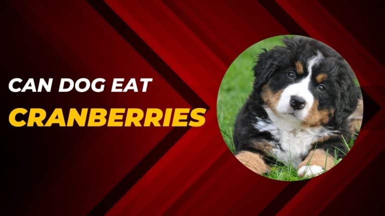 can dog eat cranberries