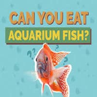 can dog eat aquarium fish?